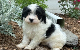 Cavapoo dogs for sale: Cole - Image 6