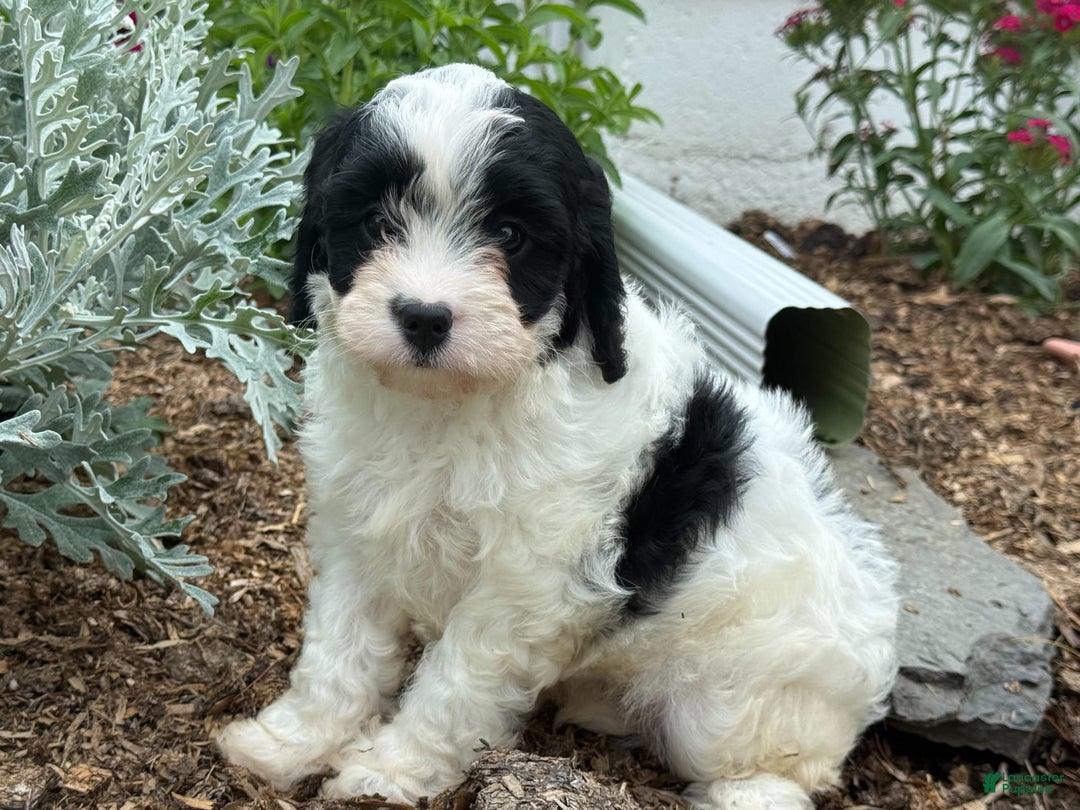 Cavapoo dogs for sale: Cole - Image 6
