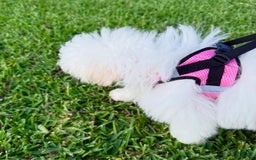 Maltipoo dogs for sale: Stella - Image 7