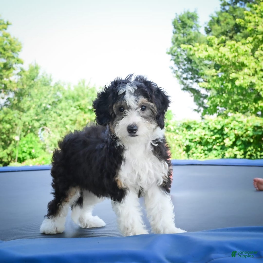 Mini Bernedoodle dogs for sale: Mini Bernedoodle 3 puppies - Image 6