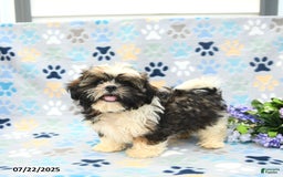 Shih Tzu dogs for sale: Puddles - Image 7
