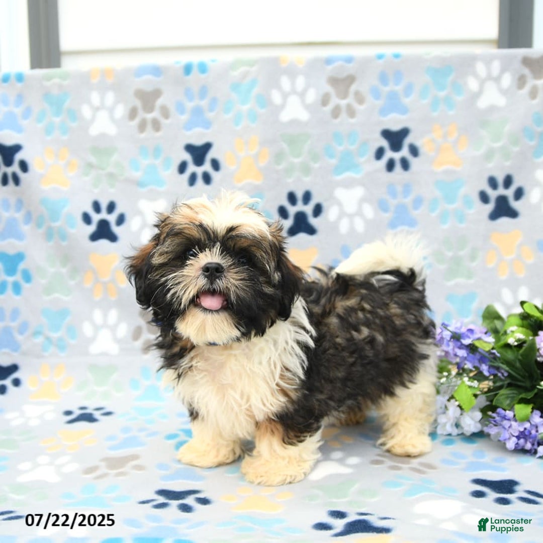 Shih Tzu dogs for sale: Puddles - Image 7