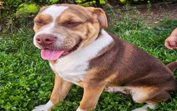 Puggle dogs for sale: Toby - Image 2