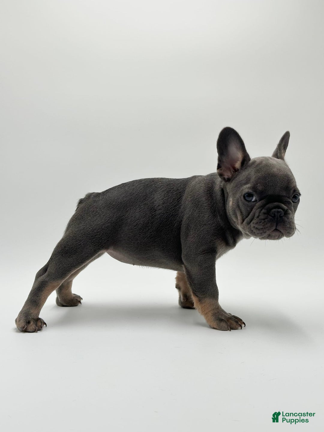 French Bulldog dogs for sale: Winni - Image 8