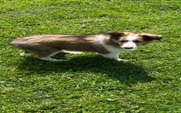 Shetland Sheepdog dogs for sale: Pansy - Image 2