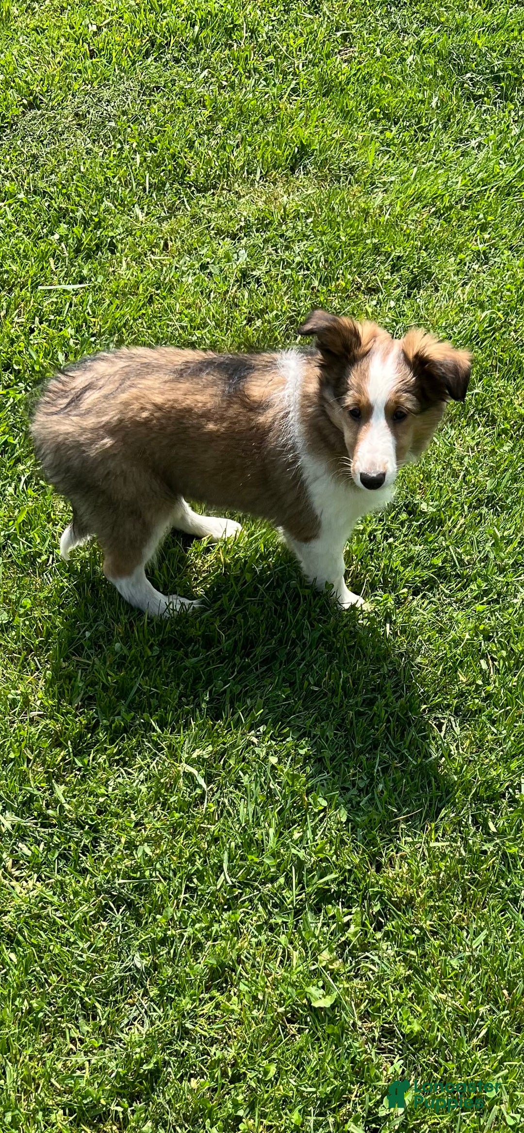 Shetland Sheepdog dogs for sale: Pansy - Image 2