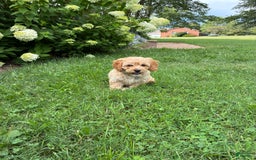 Miniature Golden Retriever dogs for sale: Bruno - Image 2