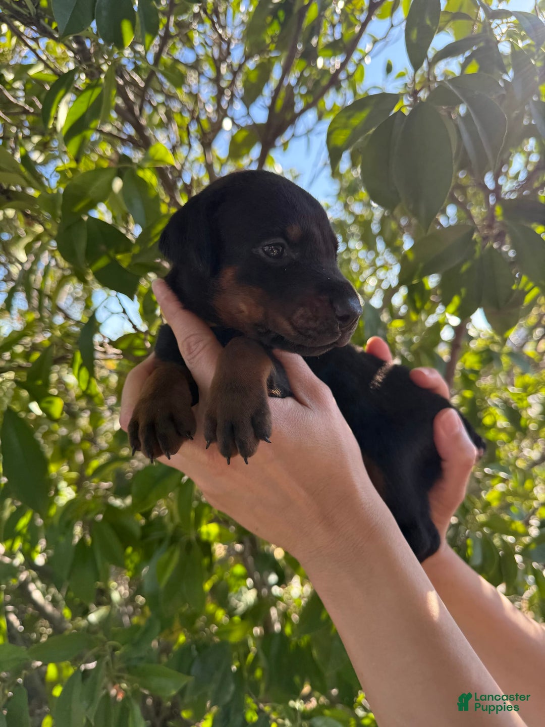 Doberman Pinscher dogs for sale: Yellow Collar - Image 7
