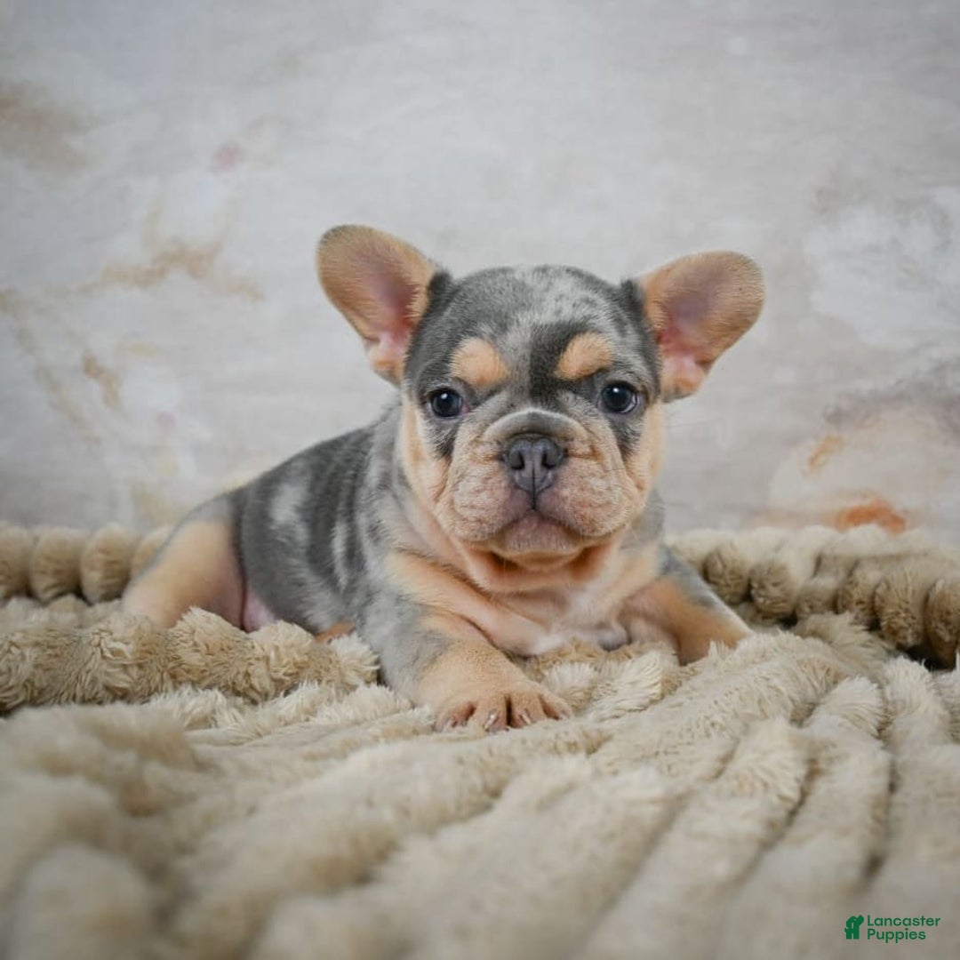 French Bulldog dogs for sale: River - Image 7