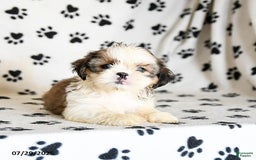 Shih Tzu dogs for sale: Pepper - Image 4