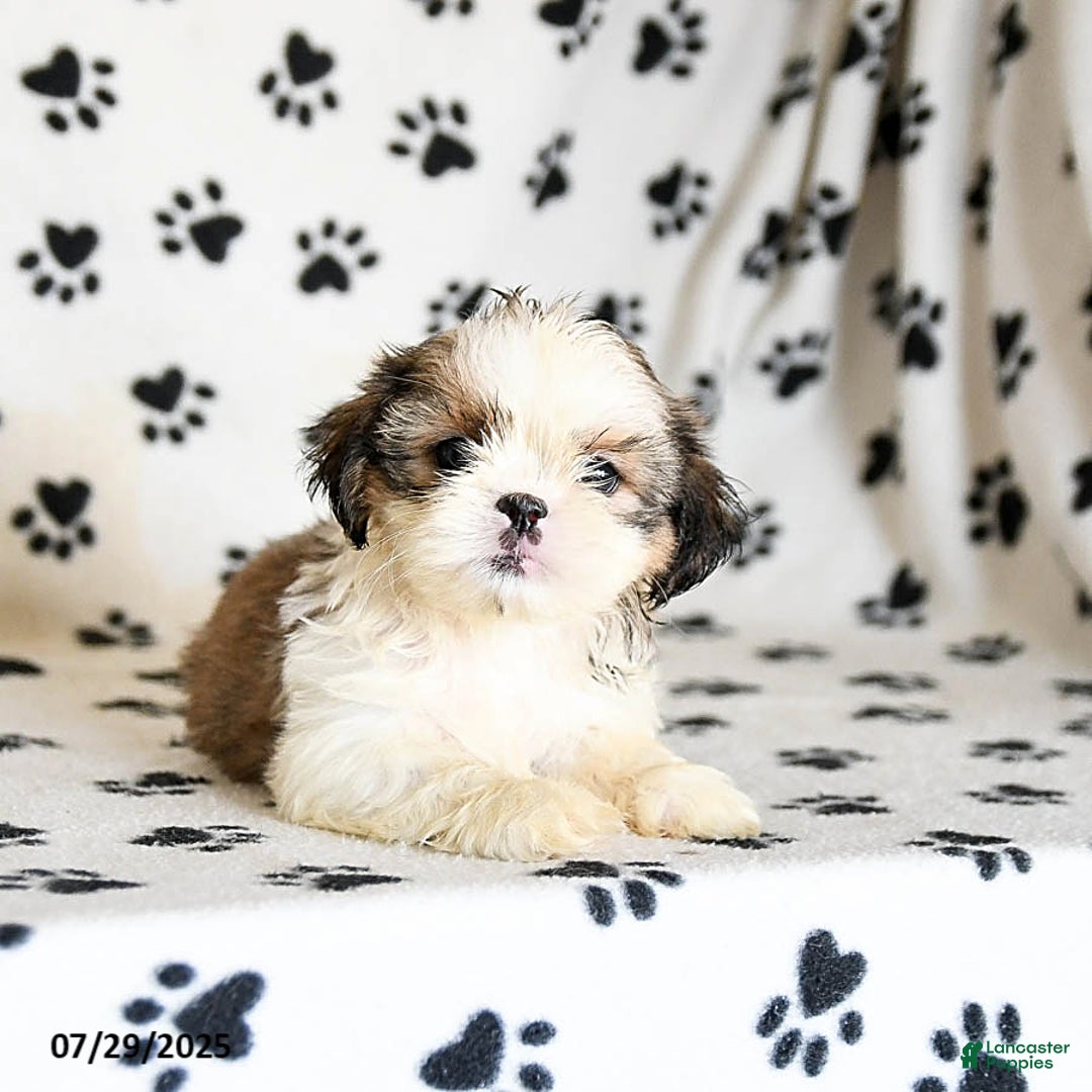 Shih Tzu dogs for sale: Pepper - Image 4