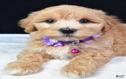 Maltipoo dogs for sale: Beth - Image 7
