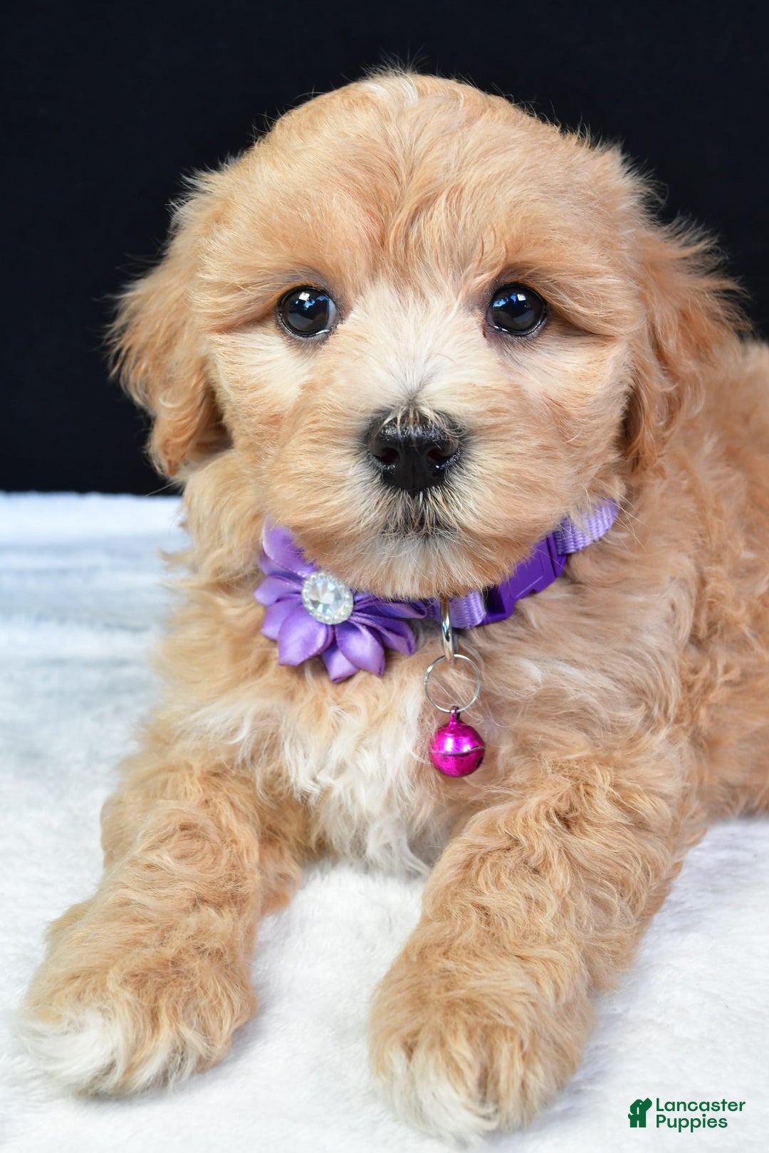 Maltipoo dogs for sale: Beth - Image 7