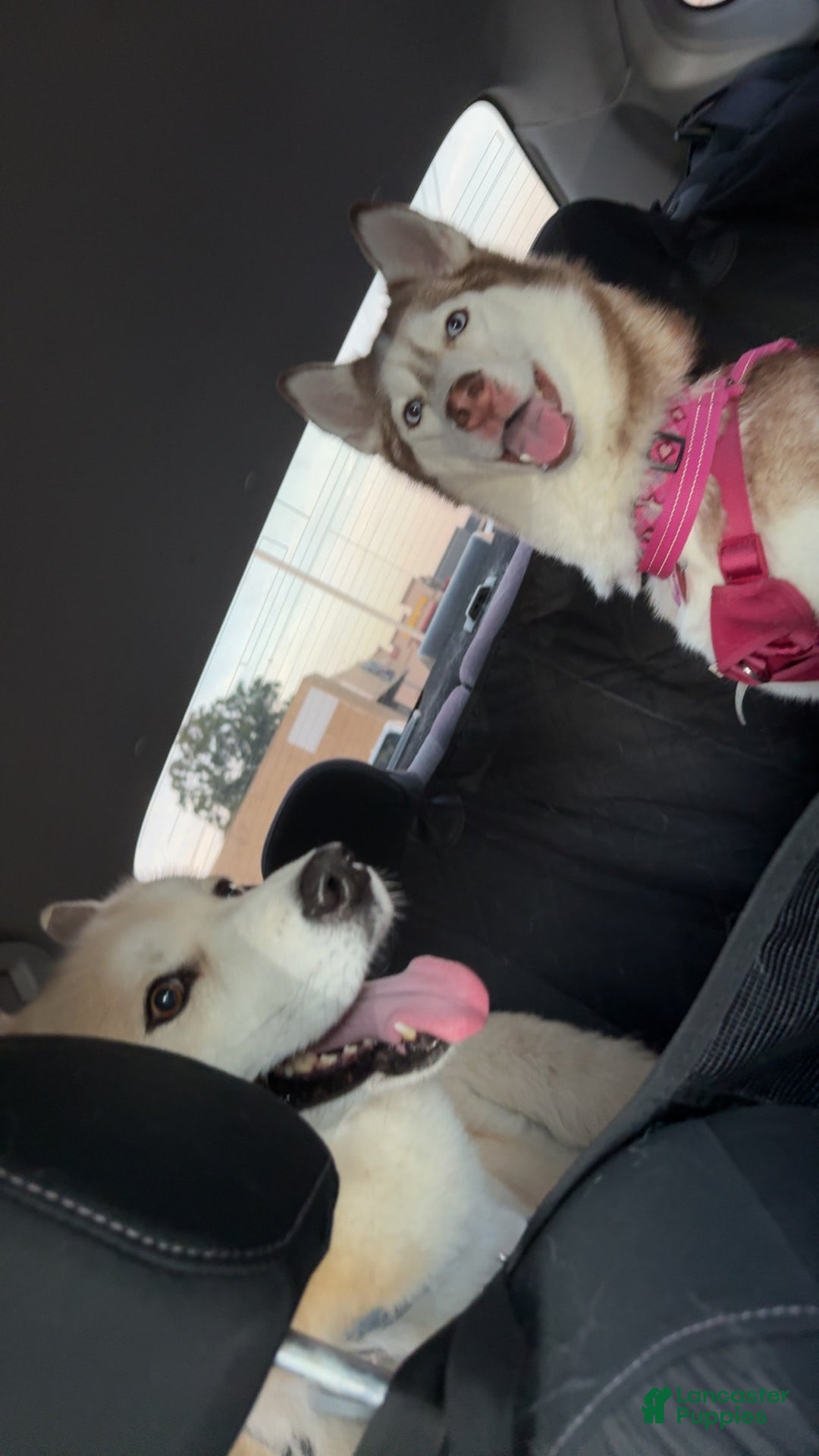 Siberian Husky dogs for sale: Boy Puppy - Image 9