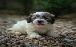 Teddy Bear dogs for sale: Marshmallow - Image 4