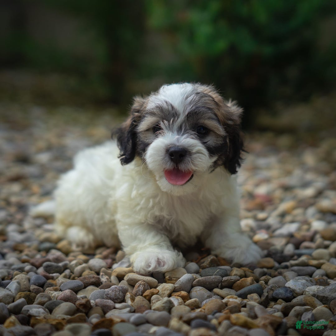 Teddy Bear dogs for sale: Marshmallow - Image 4