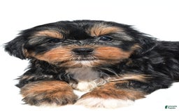 Shorkie dogs for sale: Wren - Image 3