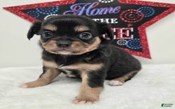 Chihuahua dogs for sale: Luca - Image 4