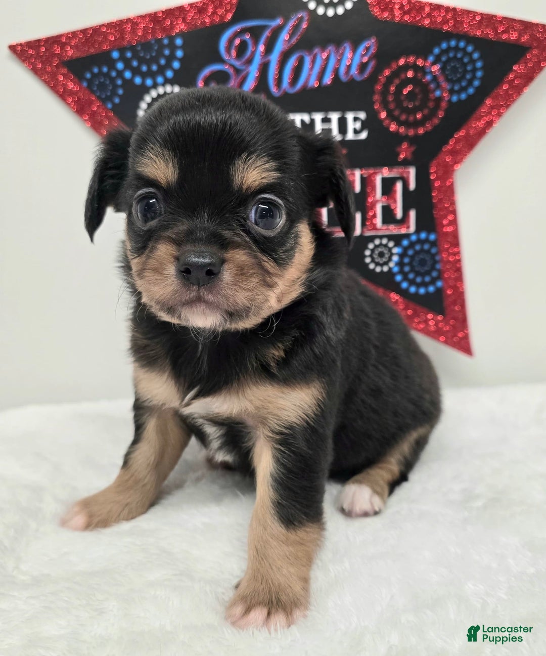 Chihuahua dogs for sale: Luca - Image 4