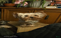 Yorkshire Terrier dogs for sale: Tt - Image 28
