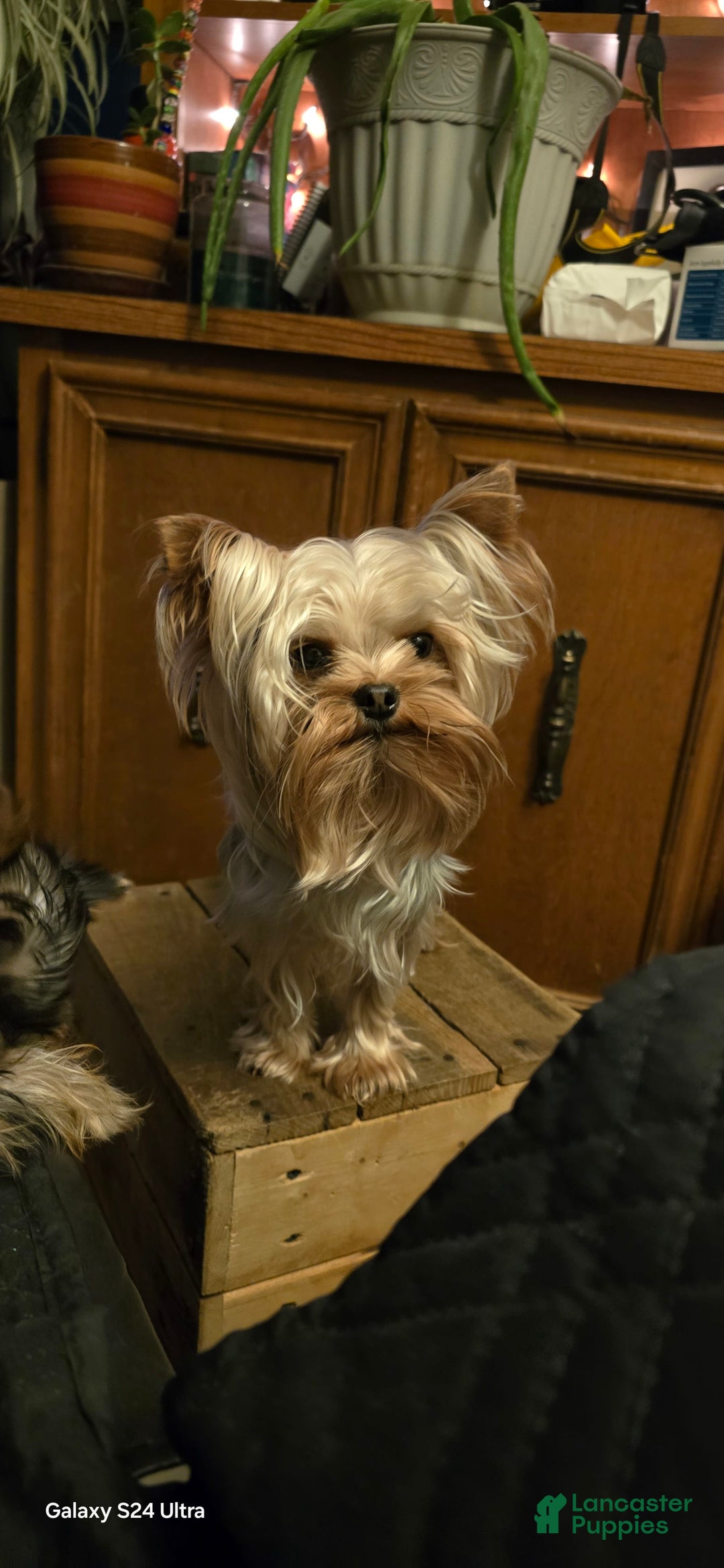 Yorkshire Terrier dogs for sale: Tt - Image 28