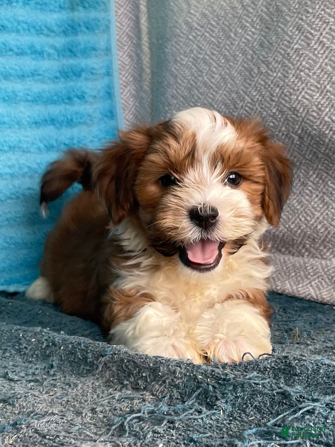 Havanese dogs for sale: Blake - Image 4