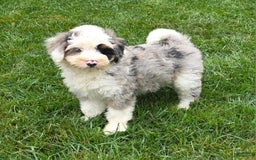 Mini Bernedoodle dogs for sale: Diamond - Blue Eyes - Image 7