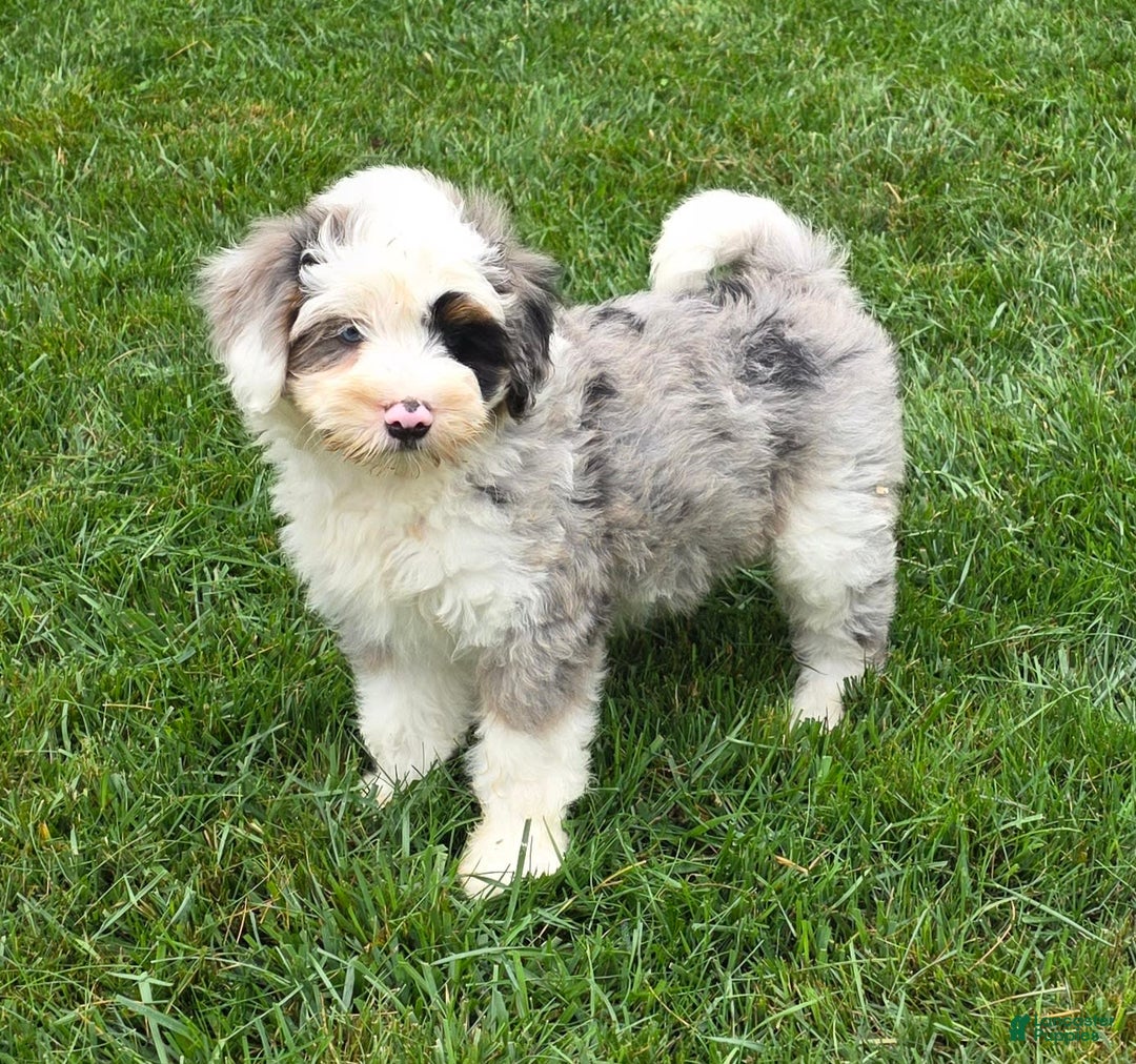 Mini Bernedoodle dogs for sale: Diamond - Blue Eyes - Image 7