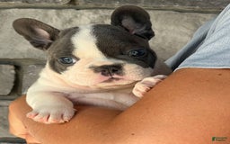 French Bulldog dogs for sale: Lando - Image 3