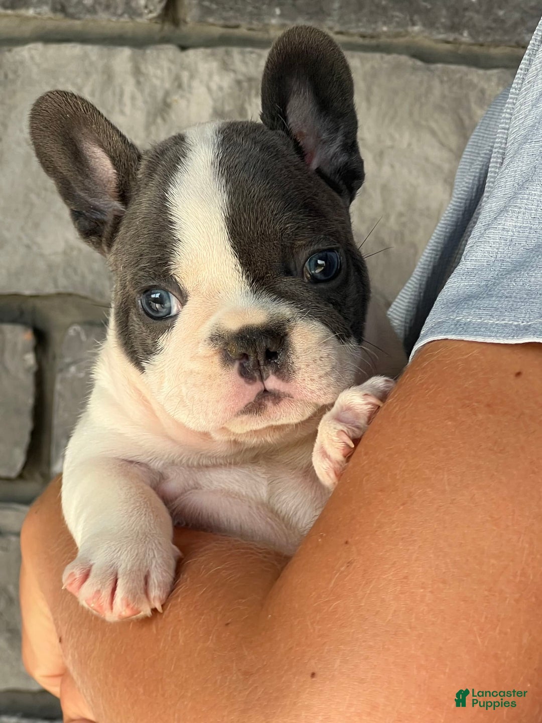 French Bulldog dogs for sale: Lando - Image 3