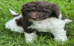 Labradoodle dogs for sale: Toby - Image 6