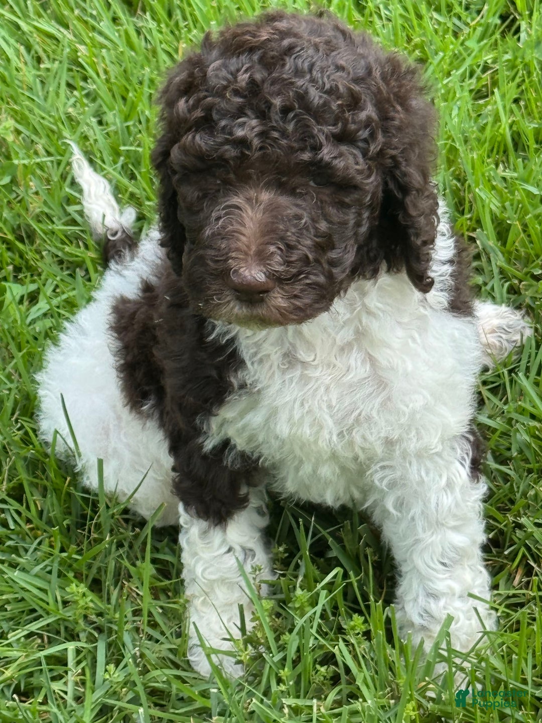 Labradoodle dogs for sale: Toby - Image 6