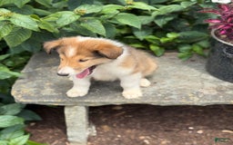 Collie dogs for sale: Albie - Image 5