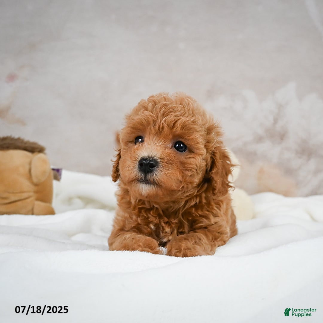Bichpoo dogs for sale: Devon - Image 1