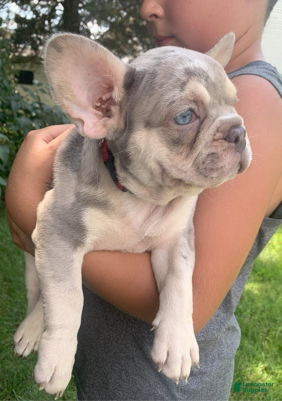 French Bulldog dogs for sale: June - Image 1