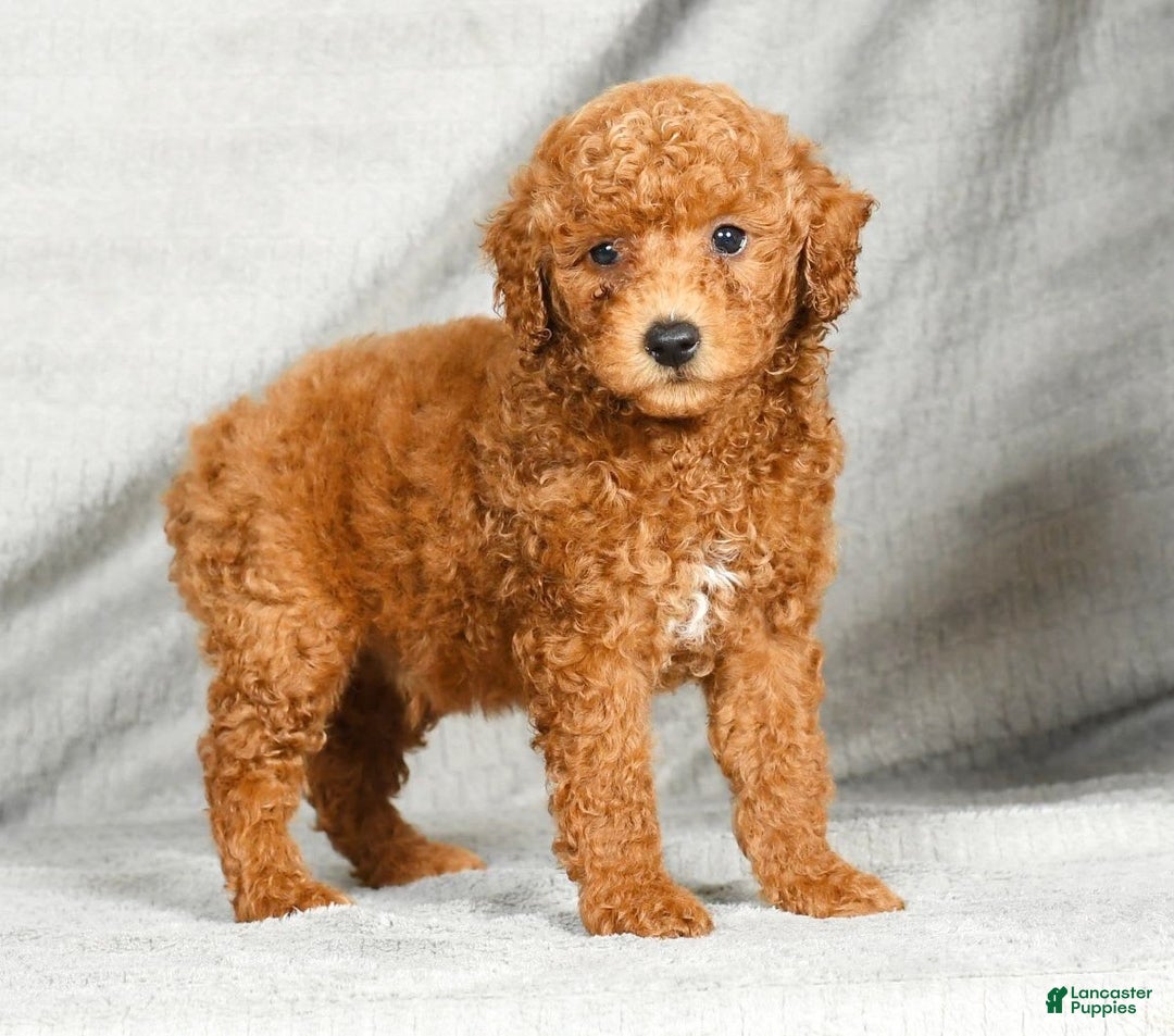 Miniature Poodle dogs for sale: Dusty - Image 6