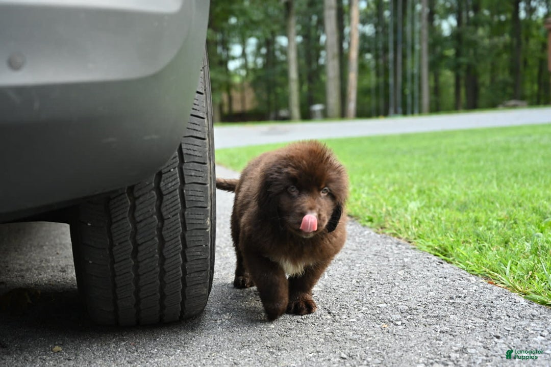 Newfoundland dogs for sale: Bella - Image 10