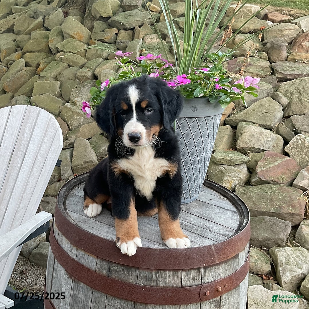 Bernese Mountain Dog dogs for sale: Hailey - Image 2