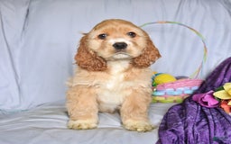 Cocker Spaniel dogs for sale: Huck - Image 11