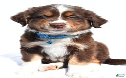 Miniature Australian Shepherd dogs for sale: Miniature Australian Shepherd 7 puppies - Image 5
