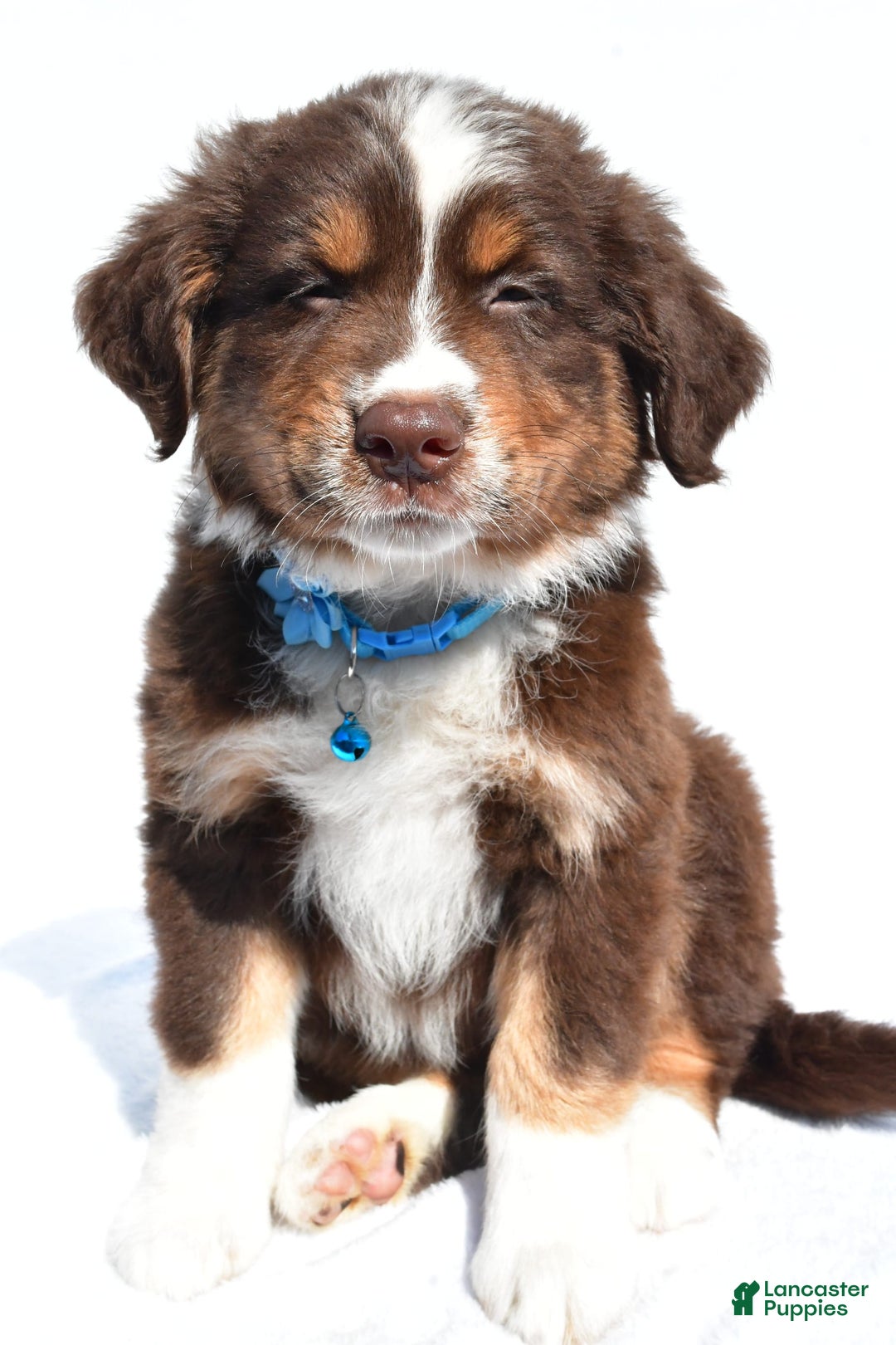 Miniature Australian Shepherd dogs for sale: Miniature Australian Shepherd 7 puppies - Image 5