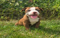 American Bulldog dogs for sale: Miss Honey - Image 22