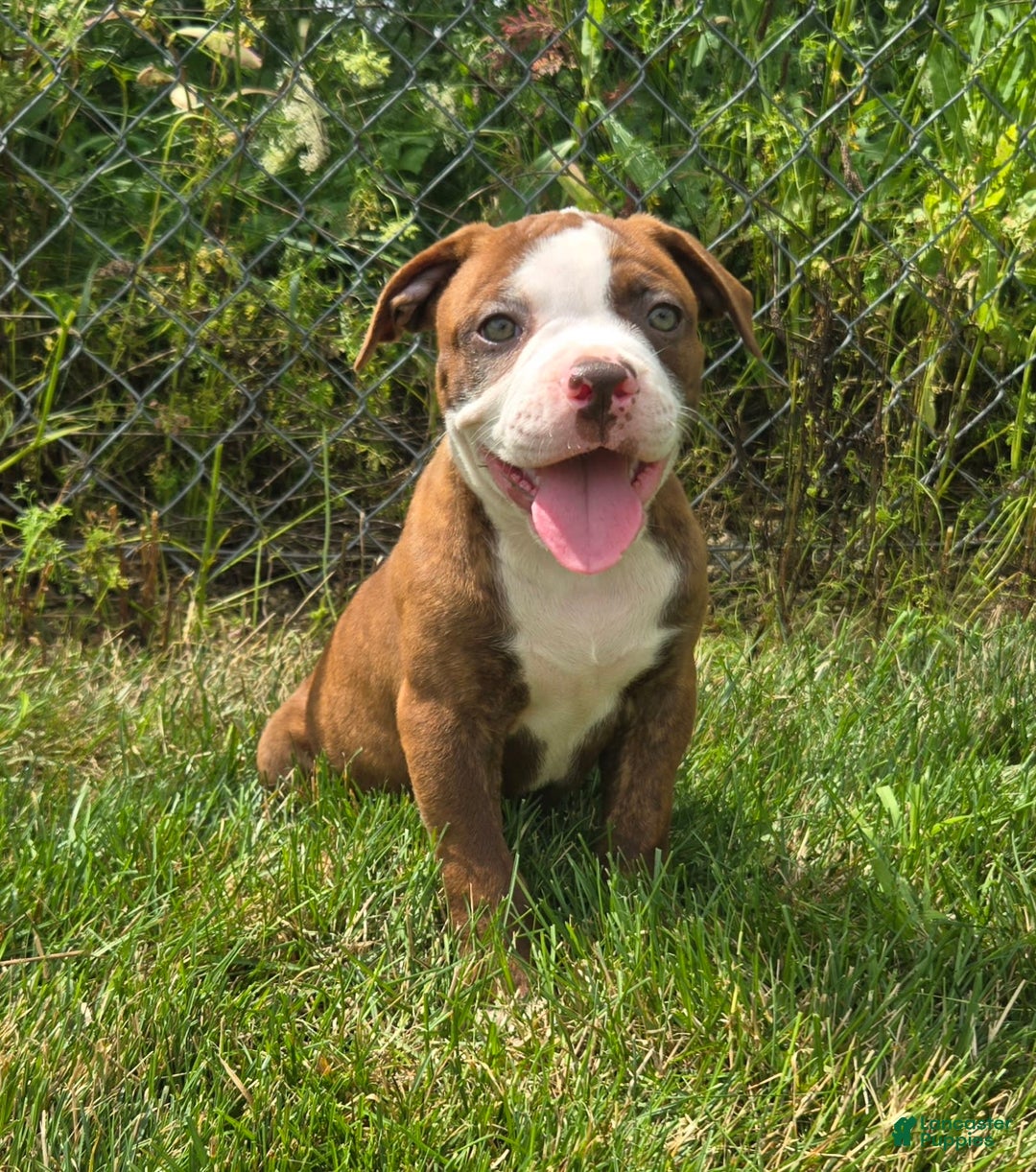 American Bulldog dogs for sale: Miss Honey - Image 22