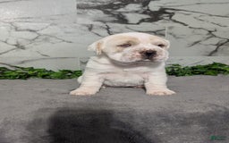 Mini Hippo dogs for sale: Casey - Image 20