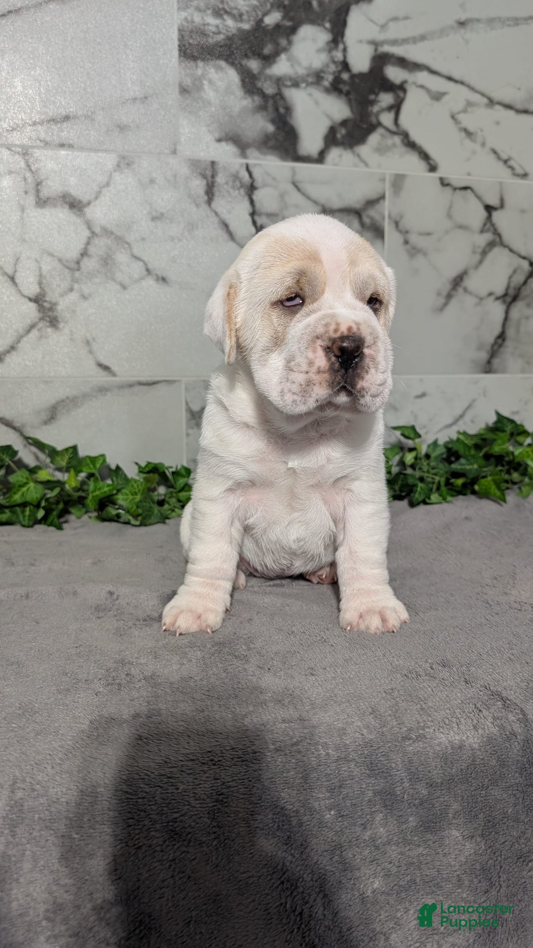 Mini Hippo dogs for sale: Casey - Image 20