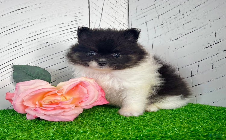 Pomeranian dogs for sale - Ad 4