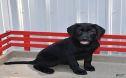 Labrador Retriever dogs for sale: Lassie - Image 9