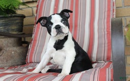 Frenchton dogs for sale: Pontiac - Image 1
