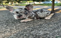 French Bulldog dogs for sale: Chloe🌸 - Image 1