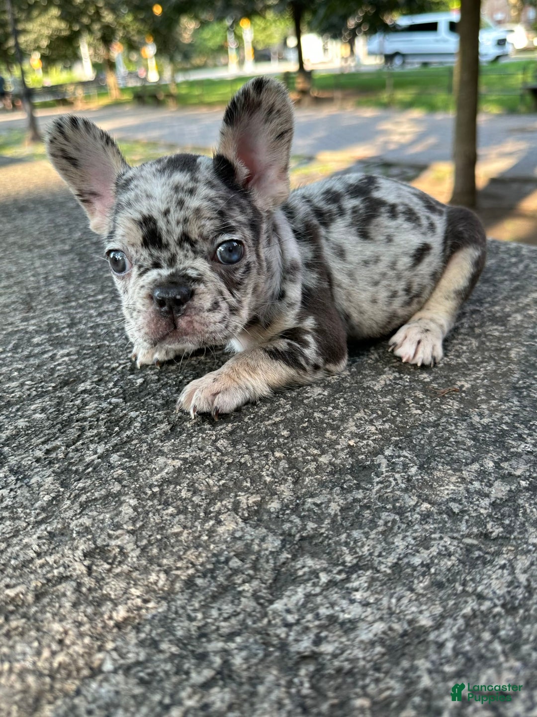 French Bulldog dogs for sale: Chloe🌸 - Image 1